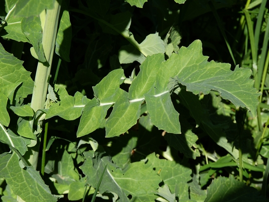 {Brassica napus}